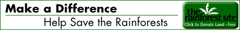 click to donate to The Rainforest Site