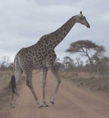 girrafe